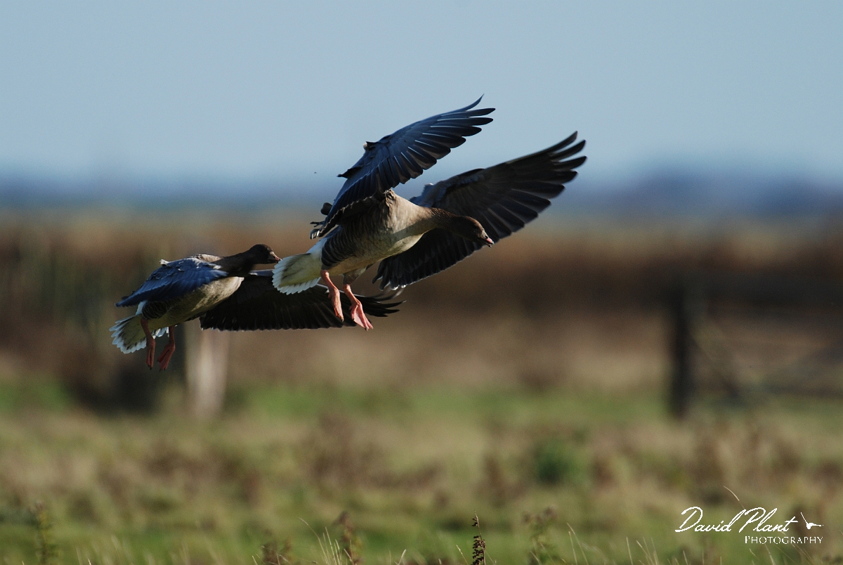 David Plant Photography - Wildlife Photographer - Pink-footed geese pair landing - J.jpg - Pink-footed goose pair landing - Norfolk